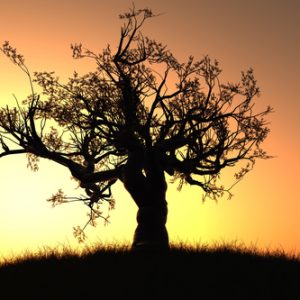 Root Chakra Healing Music – Roots of Self Love