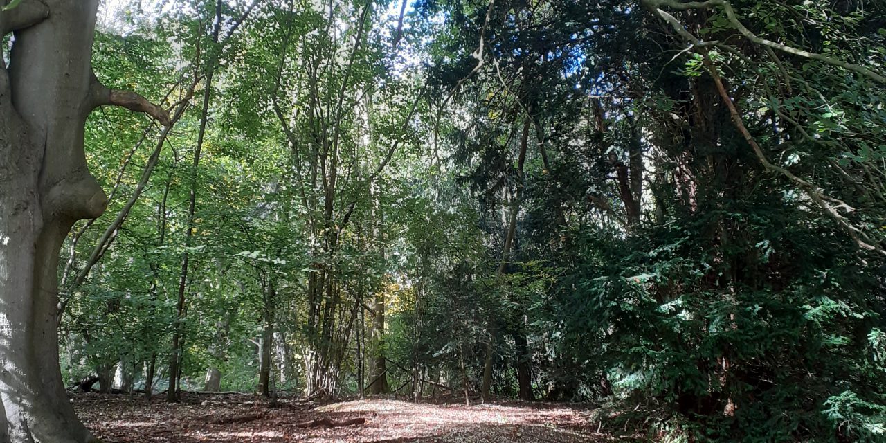 My Woodland Walk with Vocal Sound Healing