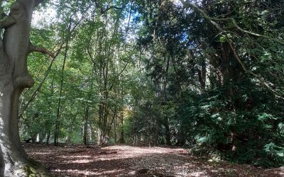 My Woodland Walk with Vocal Sound Healing