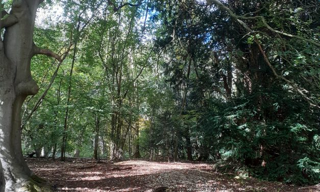 My Woodland Walk with Vocal Sound Healing