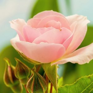 5 Minute Meditation Music – The Heart of the Rose